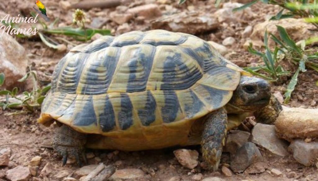 Female Tortoise Names