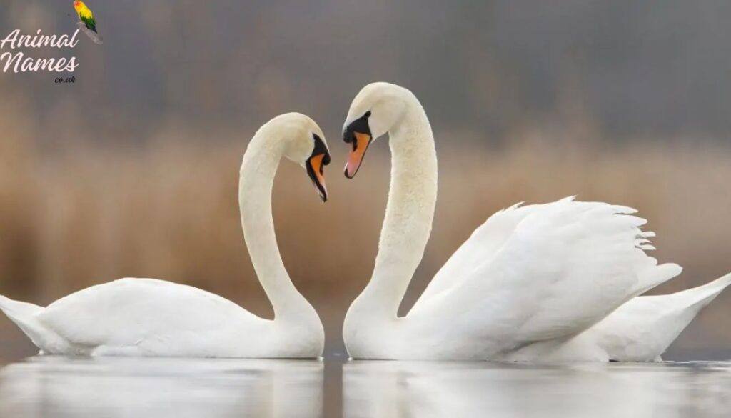 20 Best Swan Names: From Male to Female and Funny to Elegant