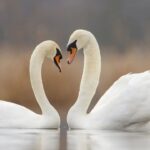 20 Best Swan Names: From Male to Female and Funny to Elegant